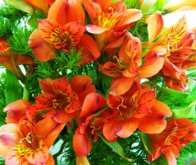 Red freesia Stock Photo