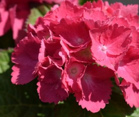 Red hydrangea flower Stock Photo