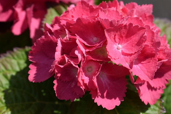 Red hydrangea flower Stock Photo