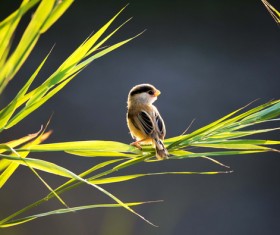 Reed Parrotbill Stock Photo