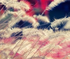 Reed in the wind Stock Photo