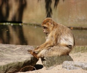 Resting monkeys Stock Photo