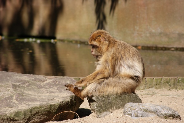 Resting monkeys Stock Photo