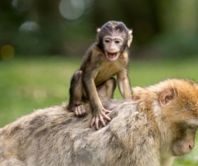 Rhesus monkey Stock Photo