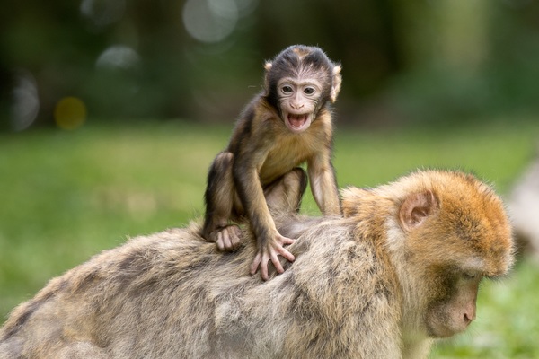 Rhesus monkey Stock Photo