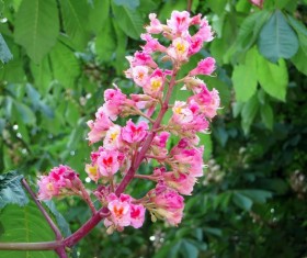 Seven leaf tree branches Stock Photo