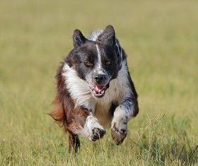 Shepherd Stock Photo