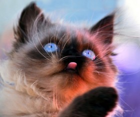 Siamese gem cat Stock Photo