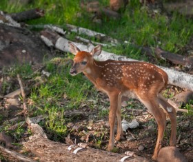 Sika deer cubs Stock Photo