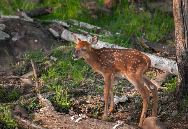 Sika deer cubs Stock Photo