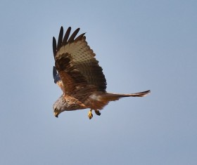 Sky eagle soar HD picture