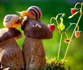 Snail macro photography Stock Photo