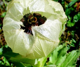 Snow lotus Stock Photo