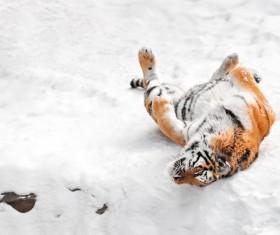 Snow tiger Stock Photo
