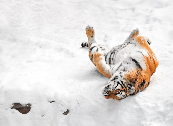 Snow tiger Stock Photo