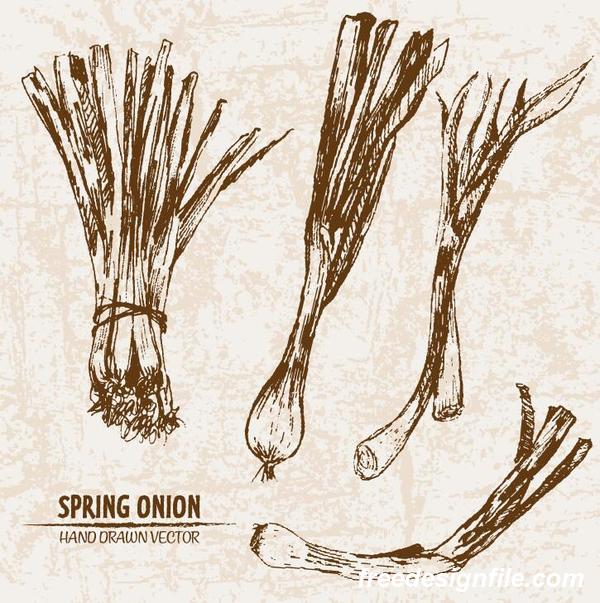 Spring onion hand drawing retor vector 01