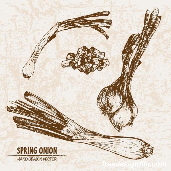 Spring onion hand drawing retor vector 02