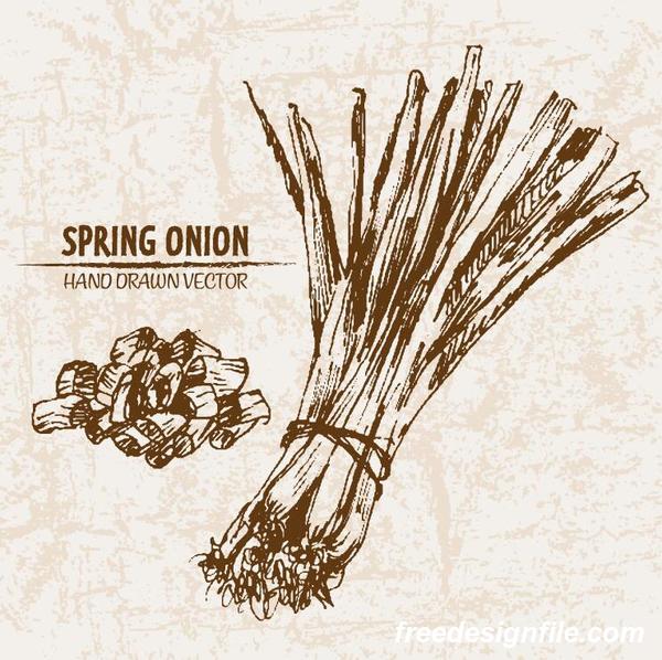 Spring onion hand drawing retor vector 03