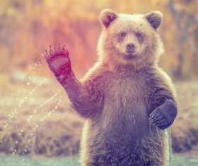 Standing brown bear Stock Photo