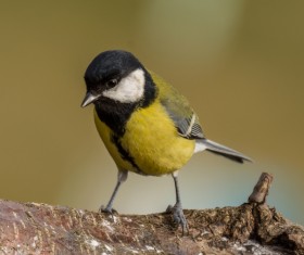 Stock Photo Tit bird