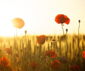 Stunning Sunset HD picture 09