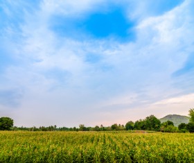 Sunny sky Stock Photo 01