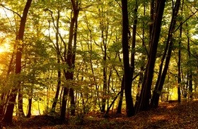 Sunset in the woods HD picture