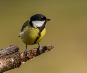 The Tit bird on the branches Stock Photo 01