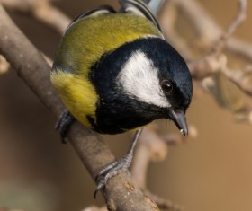 The Tit bird on the branches Stock Photo 02