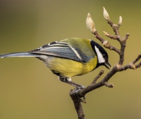 The Tit bird on the branches Stock Photo 03