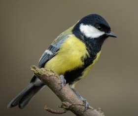 The Tit bird on the branches Stock Photo 04