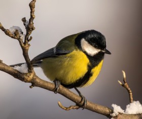 The birds on the branches Stock Photo