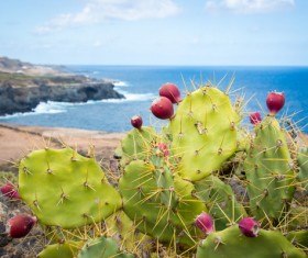 The cactus of the sea HD picture