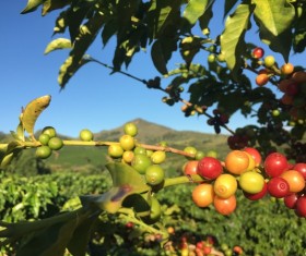 The coffee on the tree Stock Photo