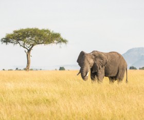 The elephant on the prairie Stock Photo