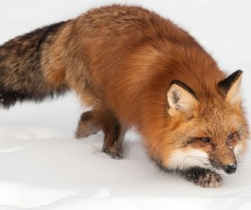 The fox in the snow Stock Photo
