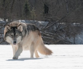 The gray wolf in the snow Stock Photo