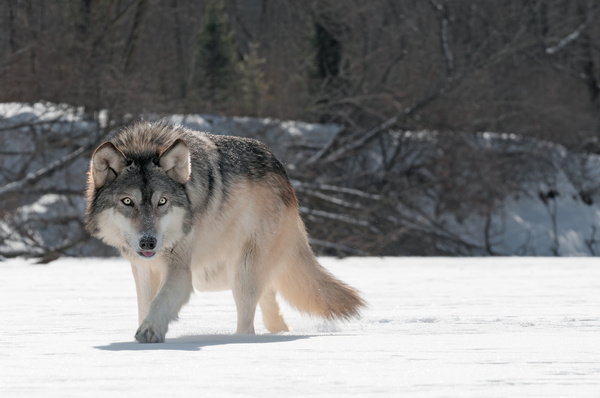The gray wolf in the snow Stock Photo