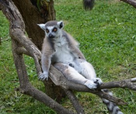 The little lemurs on the branches Stock Photo