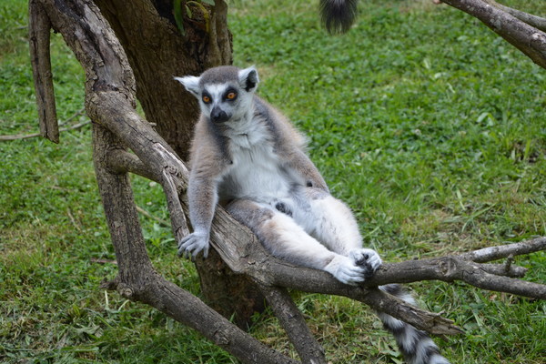 The little lemurs on the branches Stock Photo