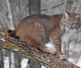 The lynx on the trunk Stock Photo