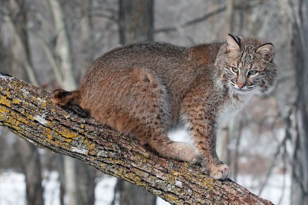 The lynx on the trunk Stock Photo