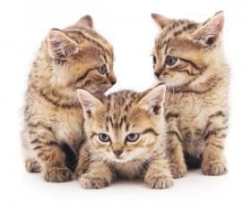 Three cute kittens HD picture