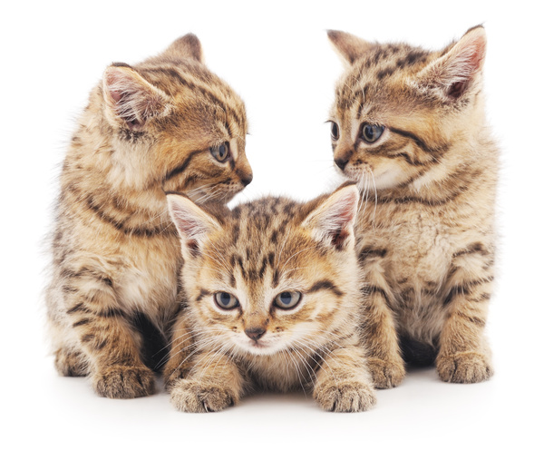 Three cute kittens HD picture