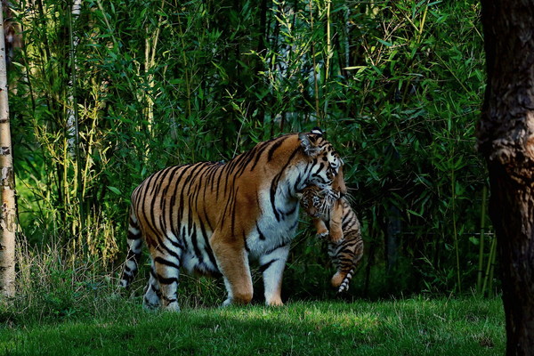 Tiger cub with tigress Stock Photo