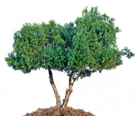 Tree Isolated on White Background Stock Photo 01