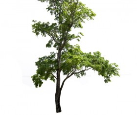 Tree Isolated on White Background Stock Photo 02