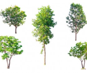 Tree Isolated on White Background Stock Photo 03