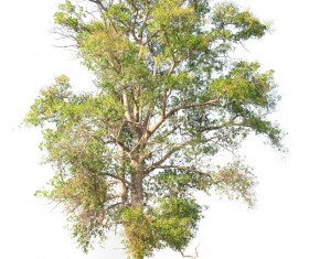 Tree Isolated on White Background Stock Photo 04