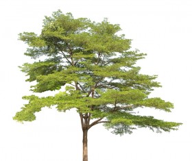 Tree Isolated on White Background Stock Photo 06
